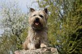 CAIRN TERRIER 351